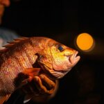 What are the different types of snapper found in Florida?