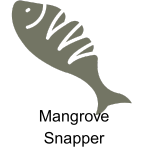 snapper fish