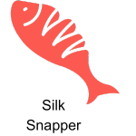 snapper fish